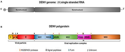 Dengue Virus and Vaccines: How Can DNA Immunization Contribute to This Challenge?